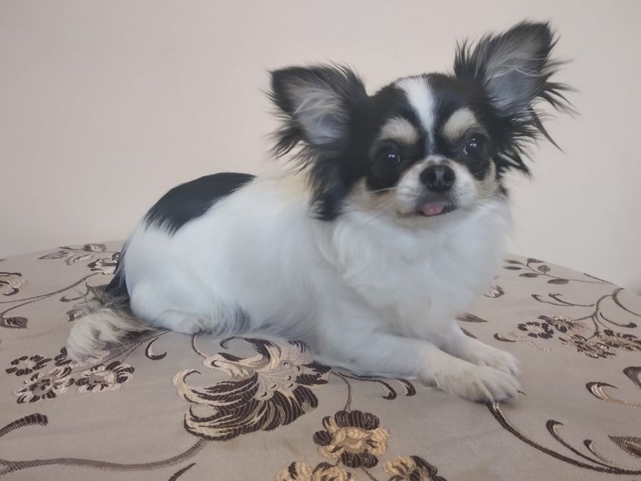 Чихуахуа для дома