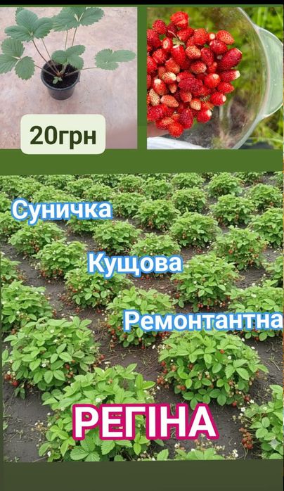 Суничка ,родить до морозів