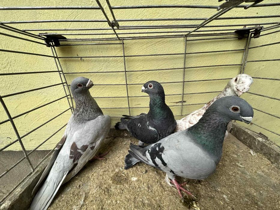 Gołębie ORLIKI cena 40zł za sztukę