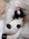Suczka Papillon Spaniel Kontynentalny Miniaturowy - trikolor