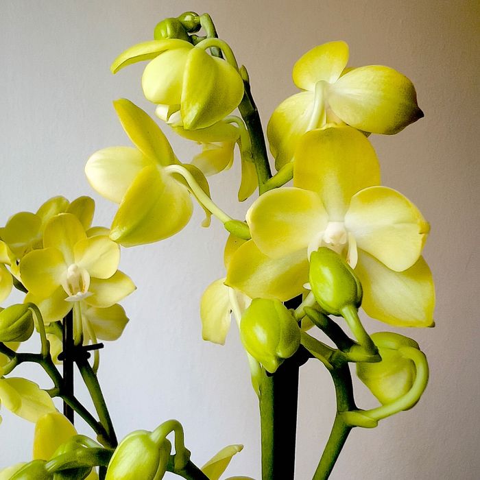 Sprzedaż storczyków