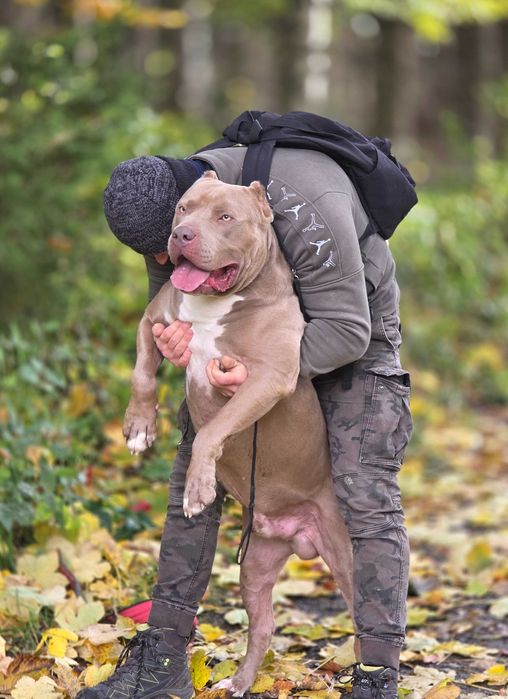 American Bully XL reproduktor ABKC