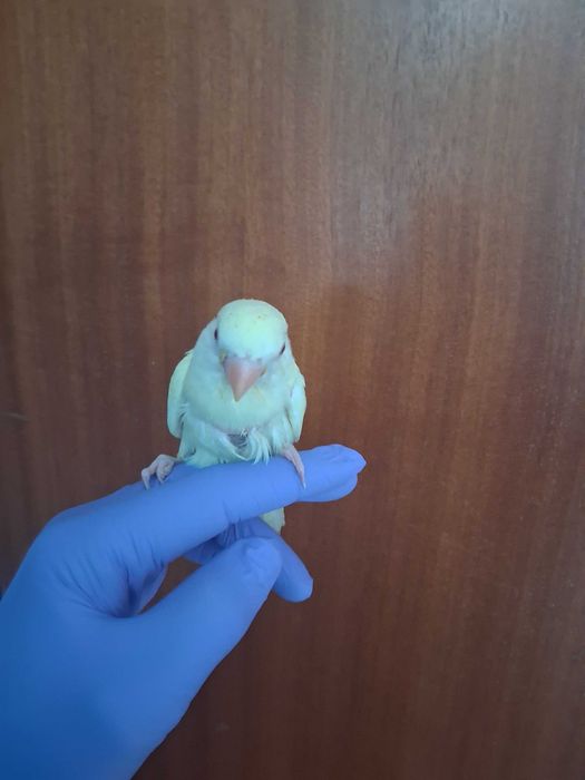 Rosicolis criados a mão