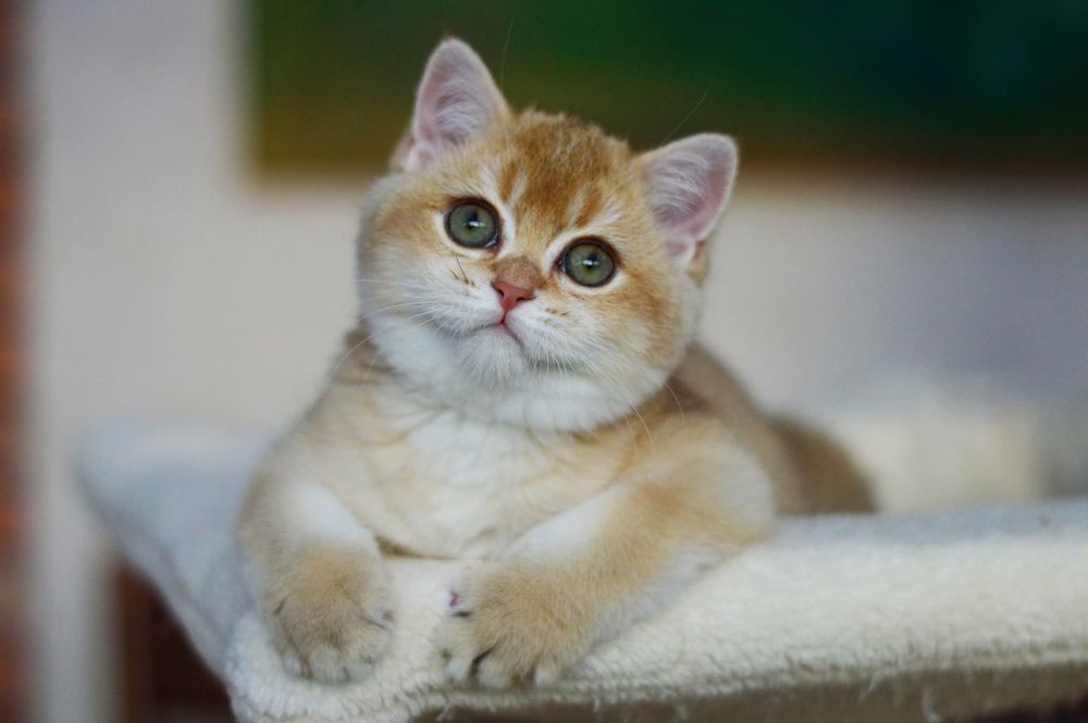 Kocurek brytyjski złoty, rod.FPL, możliwa opcja hodowlana