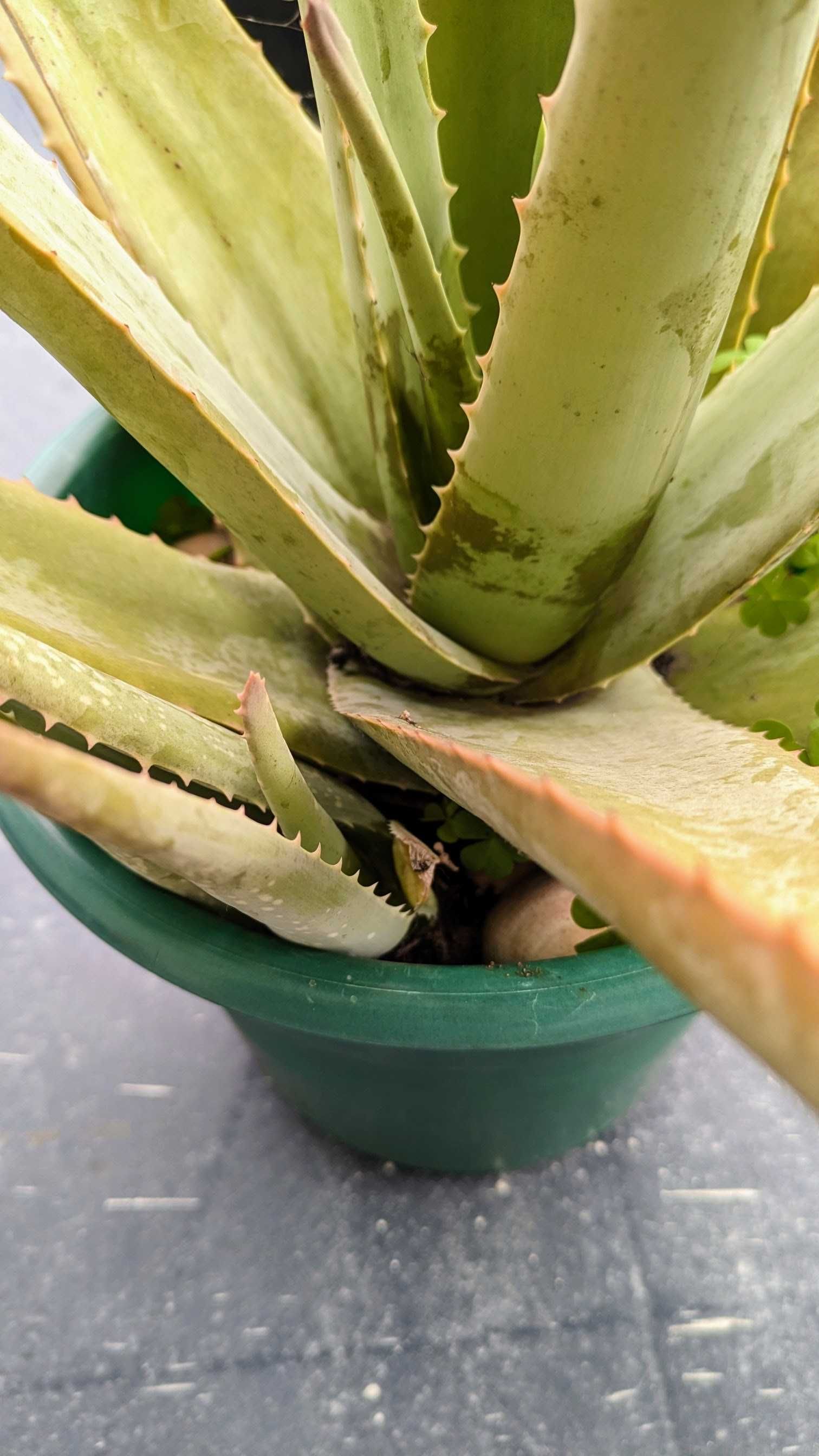 Planta Aloe Vera Barbadensis em saco ou vaso