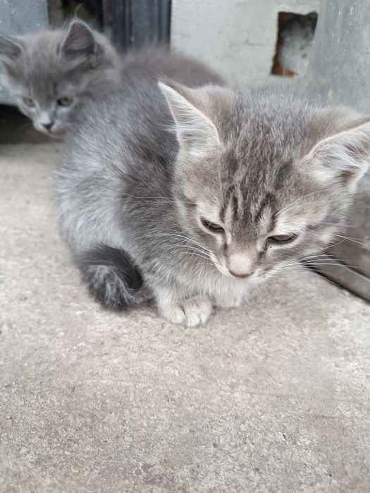 Віддам кошенят в добрі руки