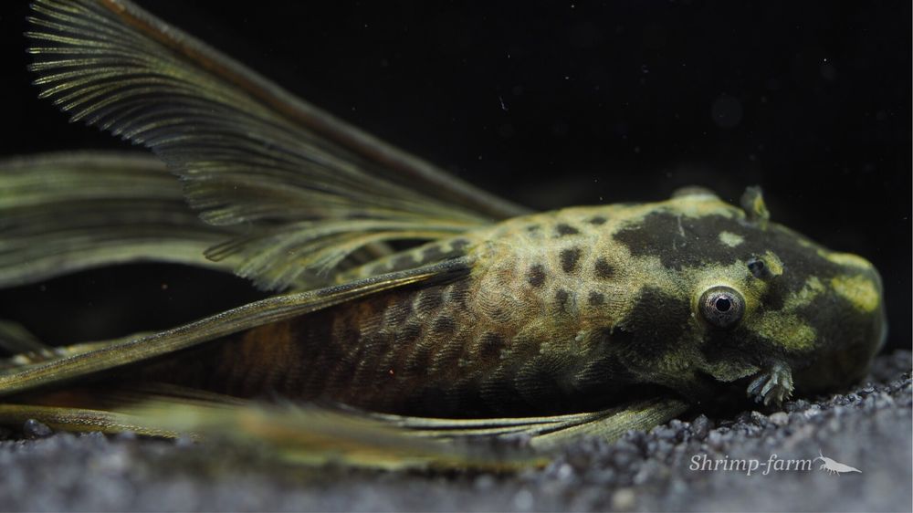 Ancitrus Green Dragon Long Fin MASSON
