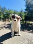 Suczka Border Collie
