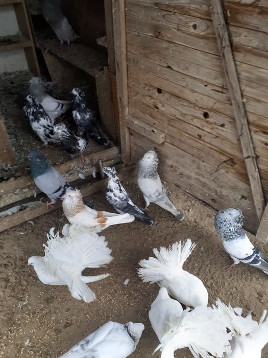 Sprzedam pawiki białe