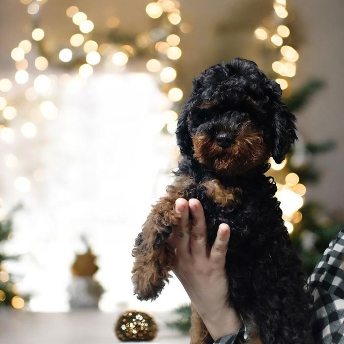 Красунечка фантомчик