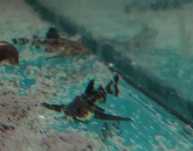 Sum kotwicowy hara jerdoni Aquafizz Creative