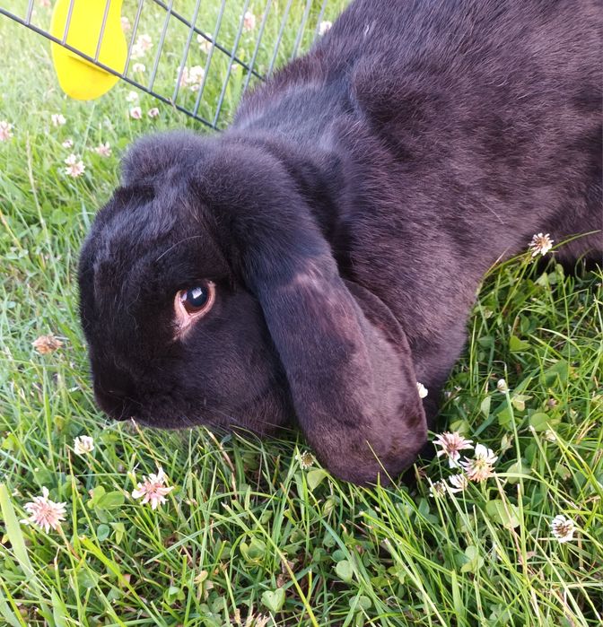 Samica Baron Francuski