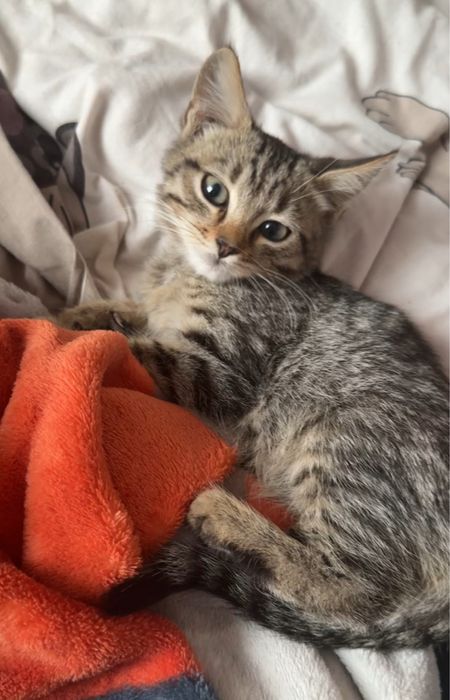 Котик хлопчик в добрі руки.