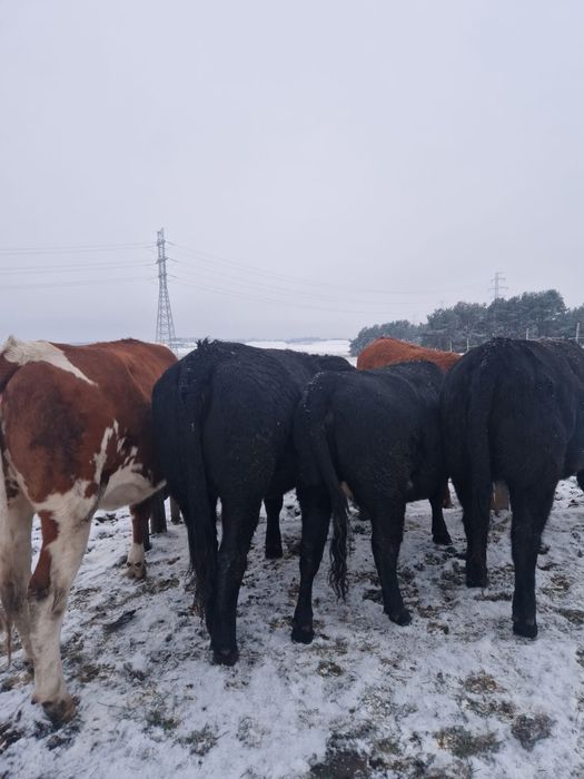 Jałówki do zacielenia