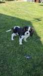 Sprzedam Cavalier king spaniel chłopiec juz do odbioru