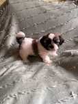 Shih Tzu Suczka.