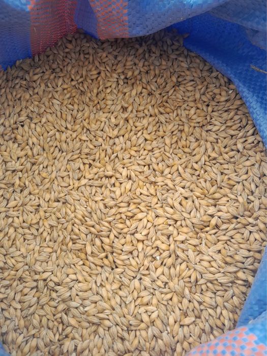 Sprzedam jęczmień jary zbior 2025