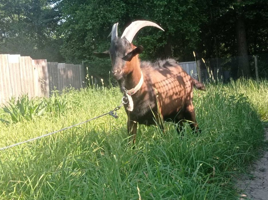 Продається чистокровний альпійський цап 100%