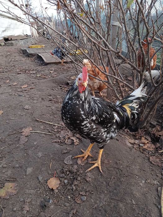 Породисті молоді півники