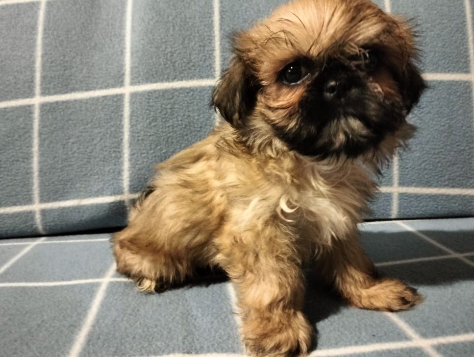 Śliczny piesek shih-tzu mini