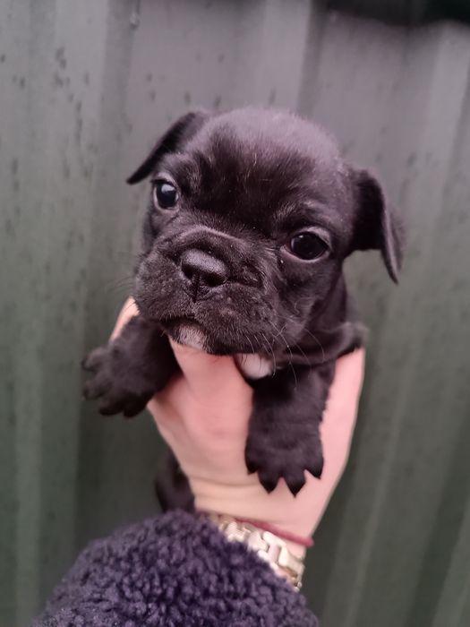 Французики хлопчики та дівчатка є доставка з рук в руки