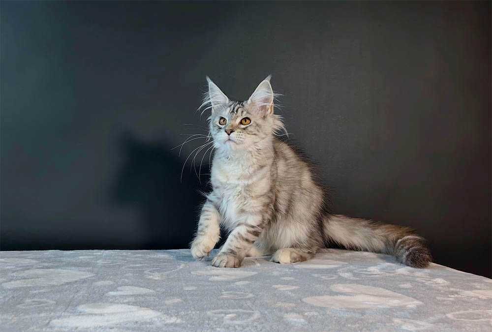 Kotka Maine Coon srebrzysta szylkretka FPL/FIFe gotowa do odbioru