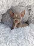 Śliczny Chihuahua liliowy