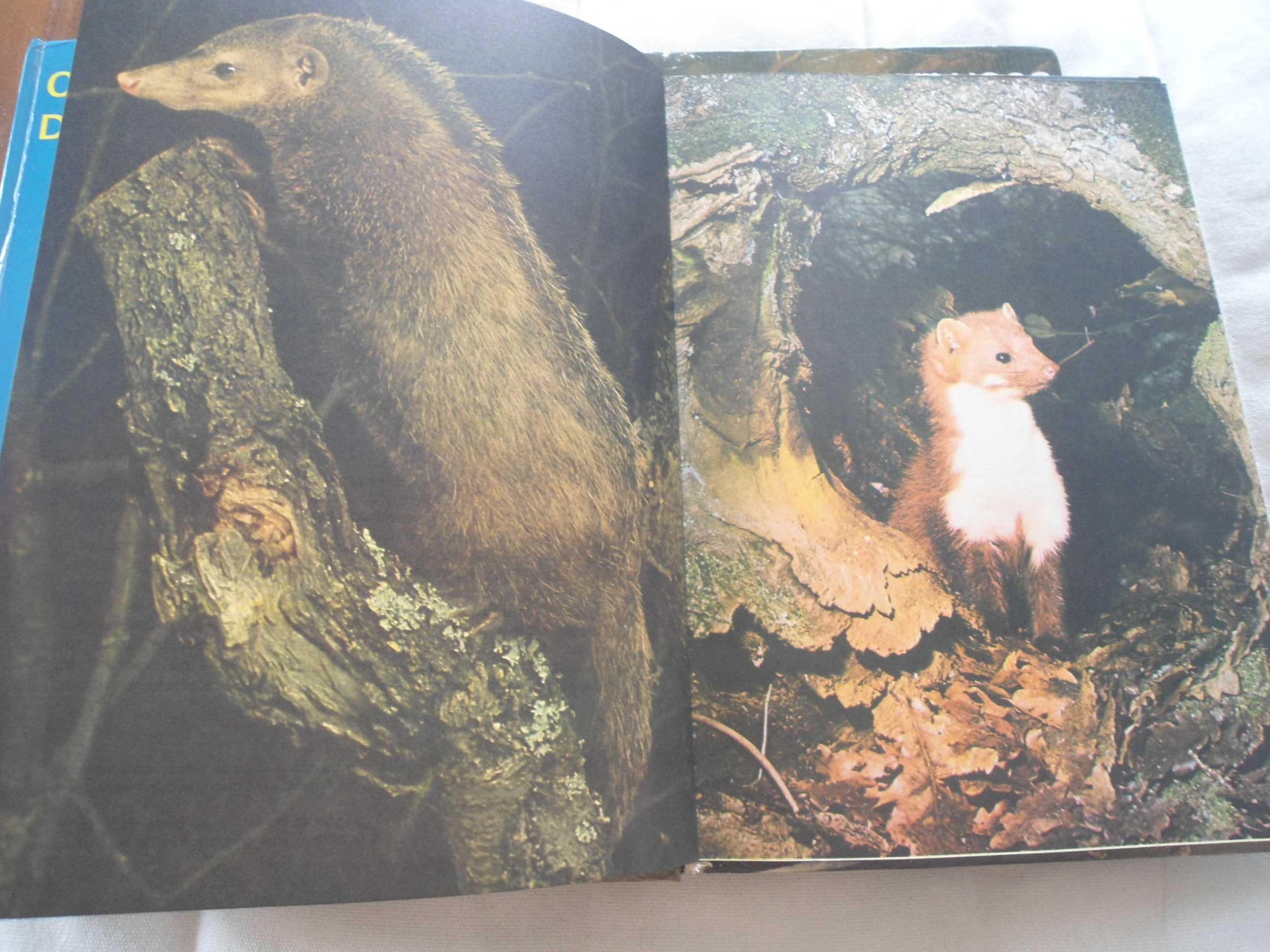 O Mundo Maravilhoso dos Animais