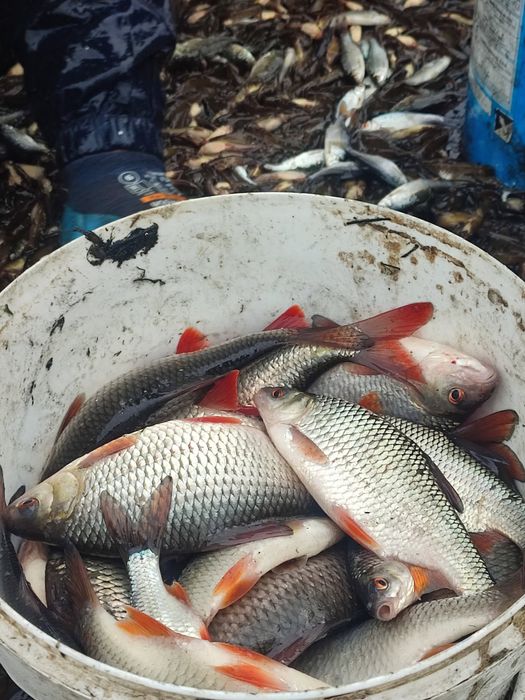 Plotka wzdręga na żywca