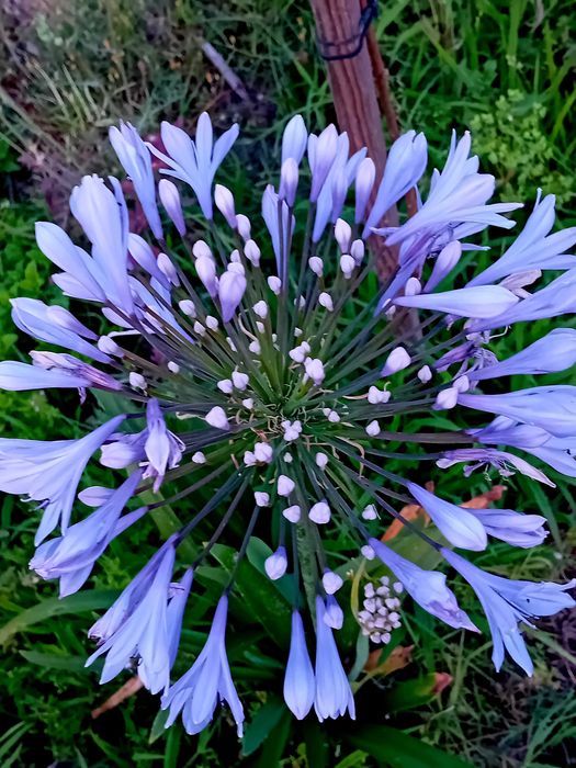 Agapantos / lírio Africano / Lírio do Nilo