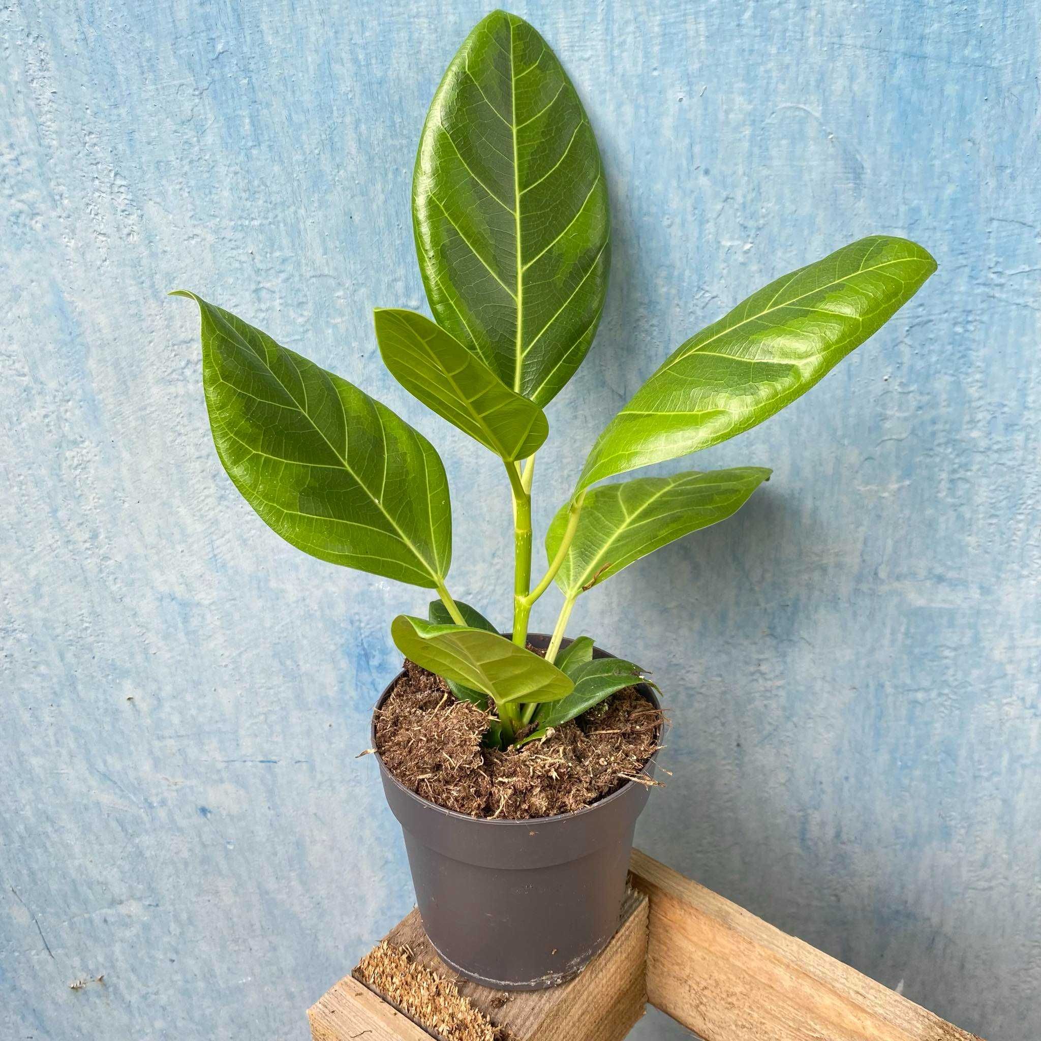 Ficus  Altissima