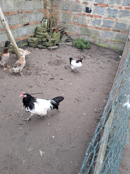 Biegus indyjski lekenfeldy Para