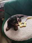 York terrier shire