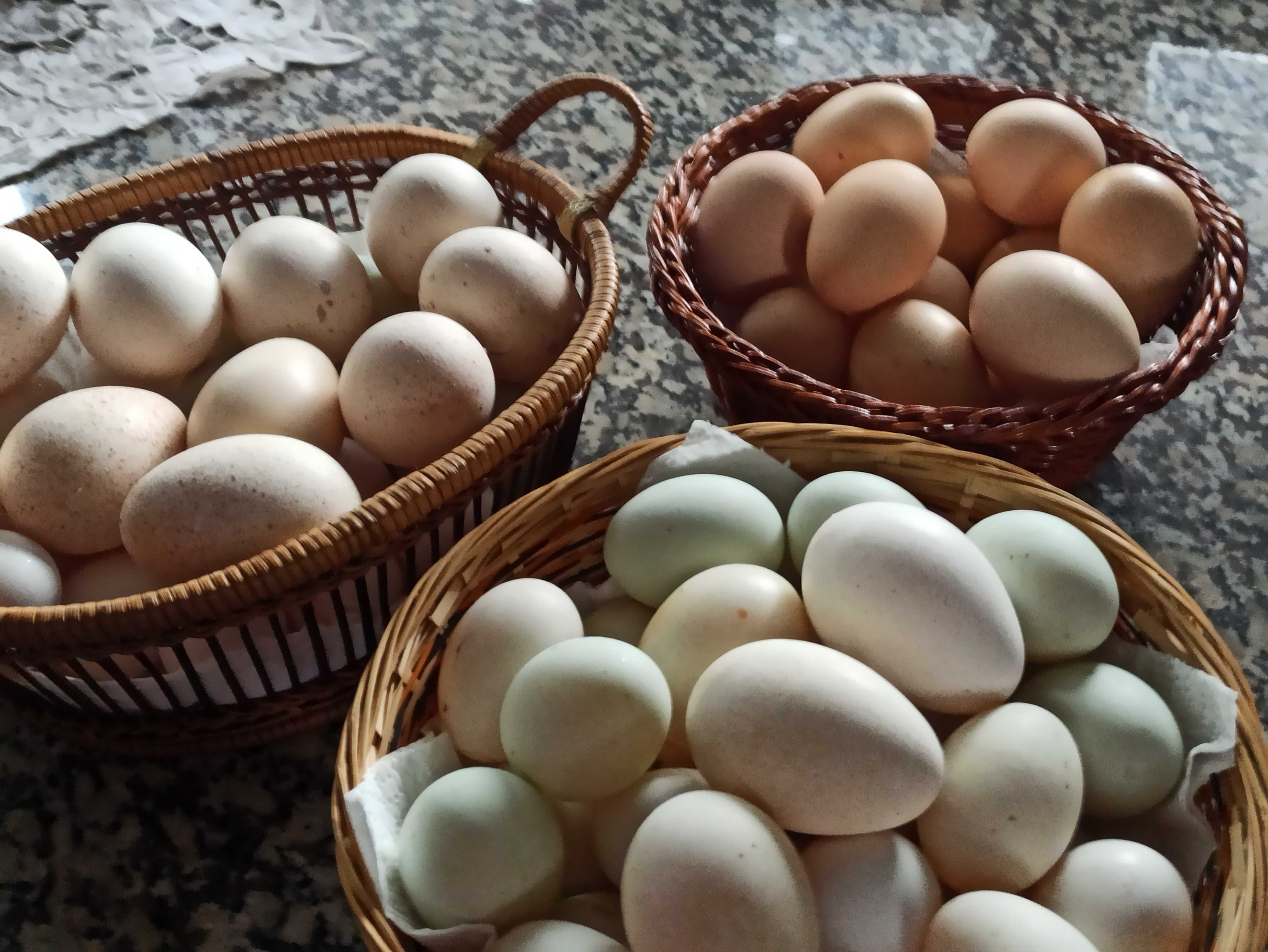 Ovos caseiros de pato, galinha e perú