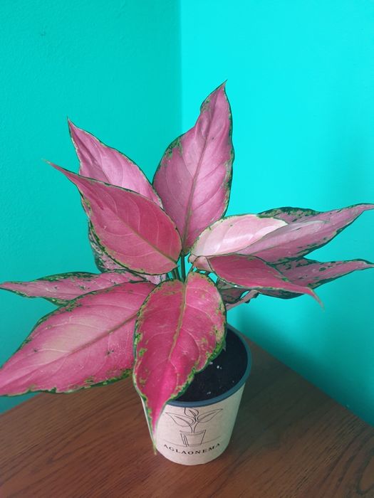 Аглаонема. Червона. Черрі. Бебі