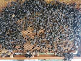 Odkłady pszczele na ramce