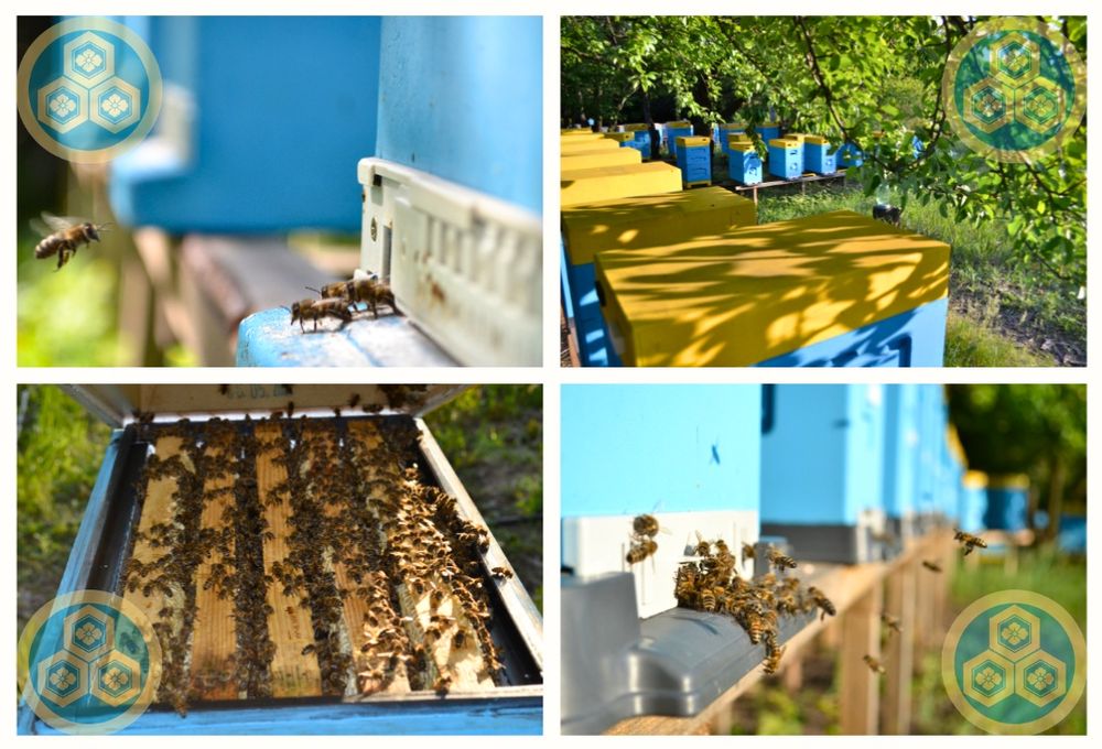 Пчеломатки / Бджоломатки