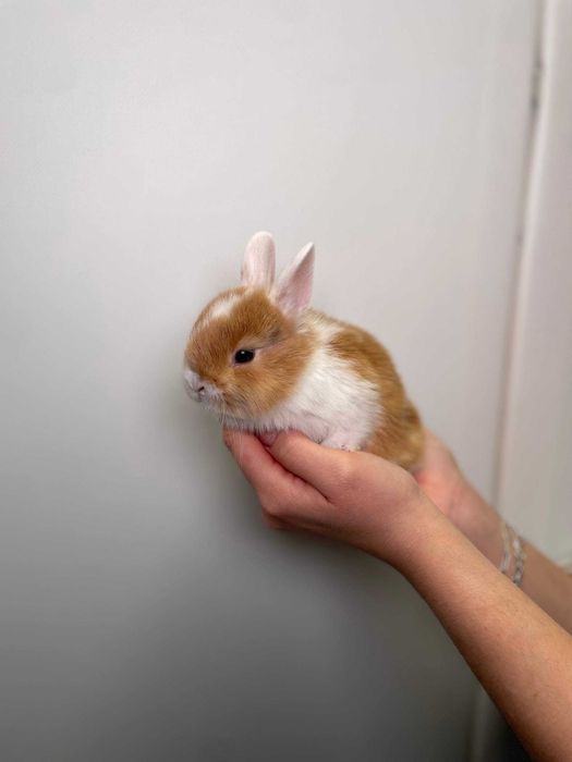 Милі декоративні висловухі, нідерландські кролики до свята для дітей