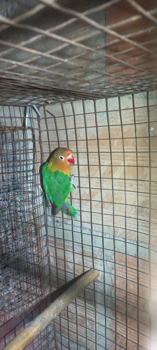 Fisher  para cedencia