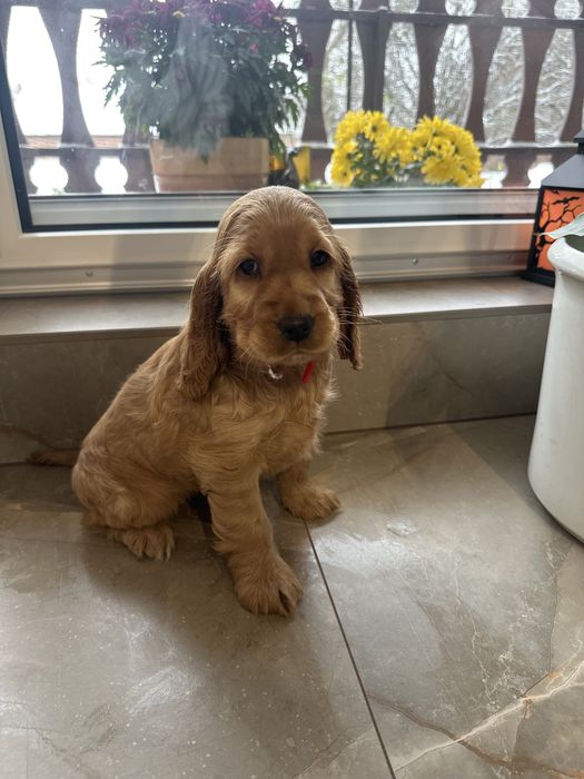 Cocker spaniel angielski dziewczynka