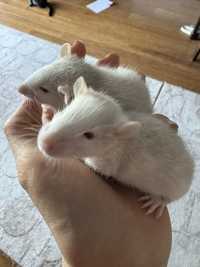 Młode bialutkie szczurki samczyki szczur szczurek