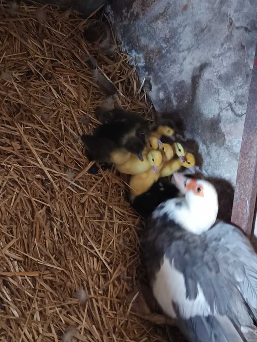 Sprzedam młode kaczki i perliczki