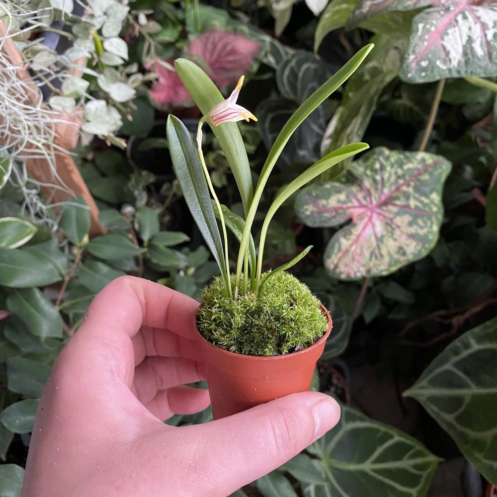 Масдеваллія  Masdevallia striatella