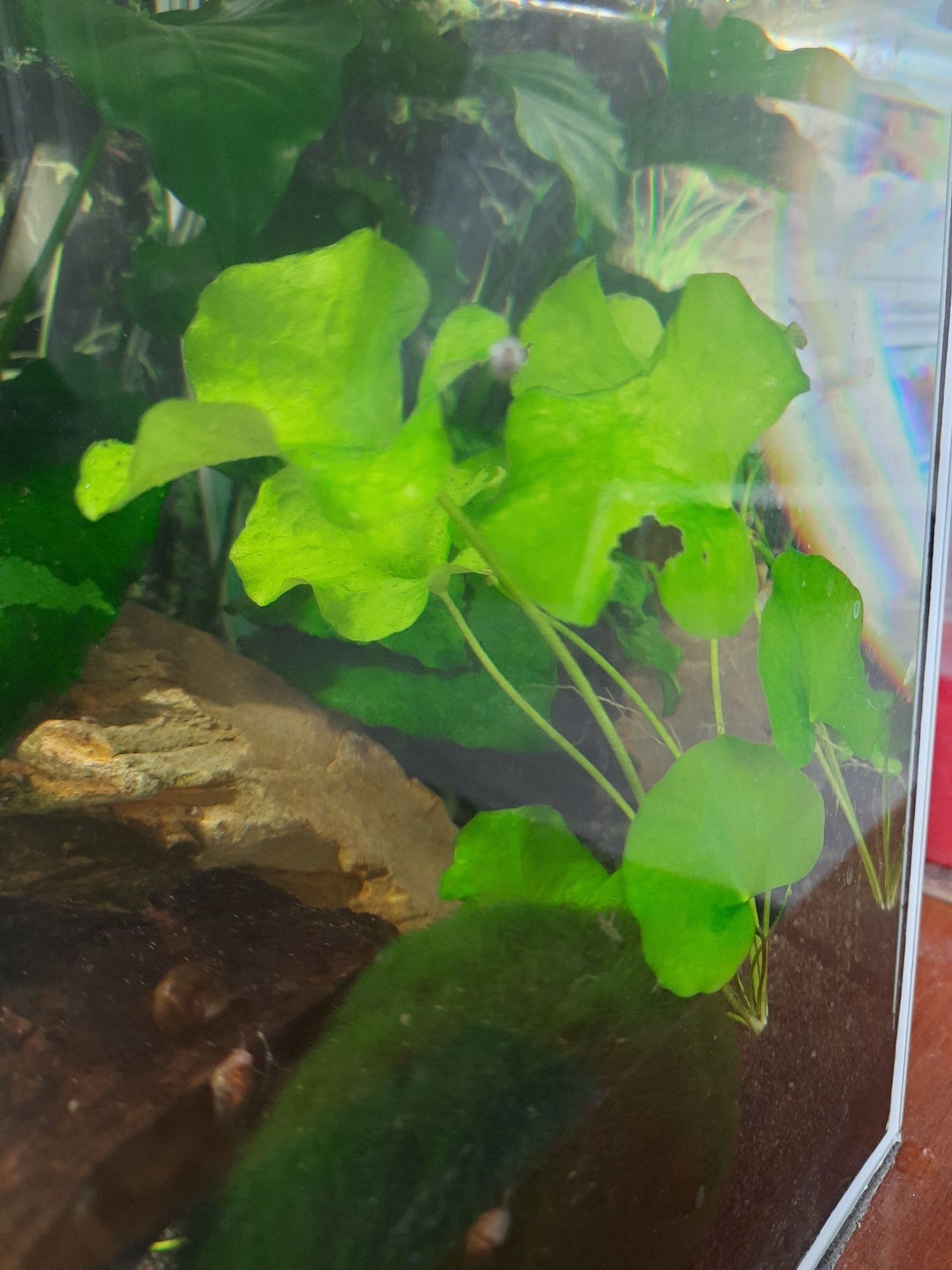 Lotos zielony - roślinka akwariowa