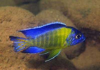 Aulonocara Blue Neon Undu Reef. Cetarius