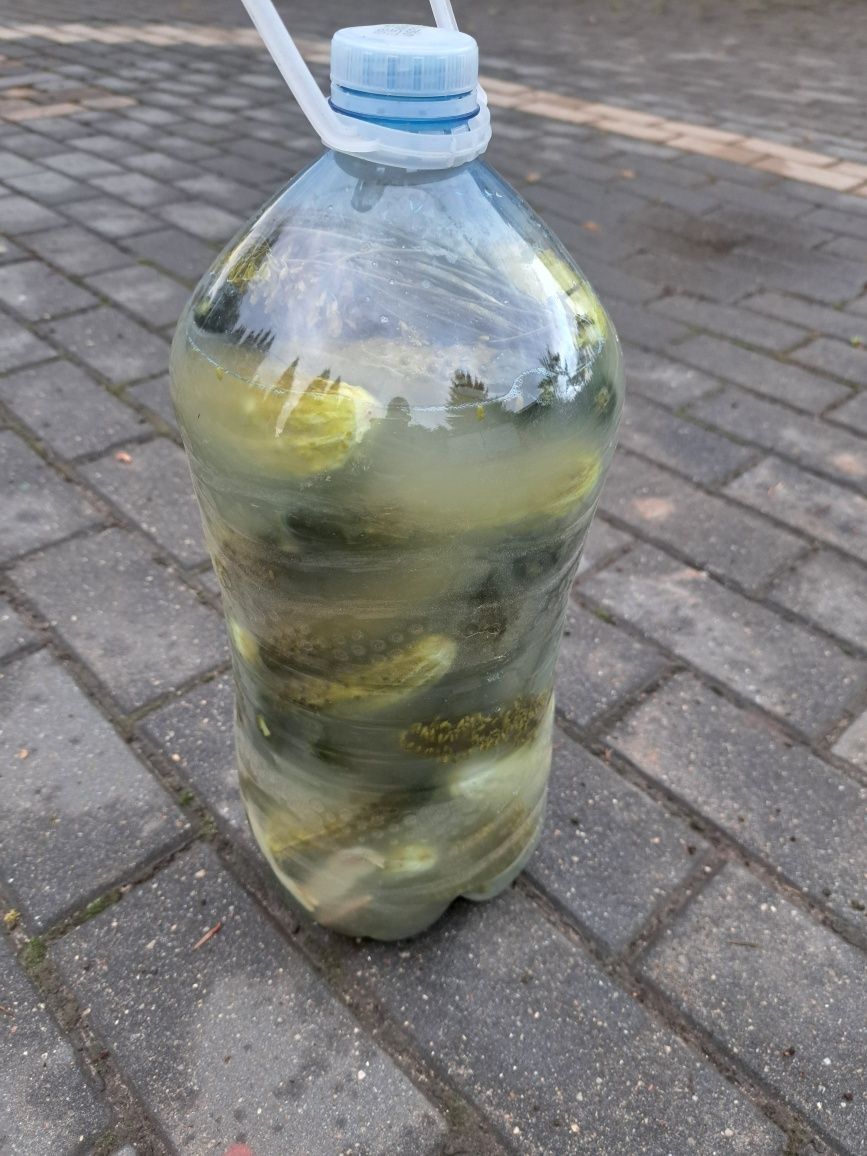 Świeżo kiszone ogórki 10l.