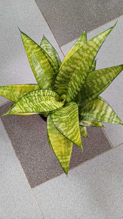 Сансевієрія Ханні Голден Маргіната Цунамі Люсіль Полан