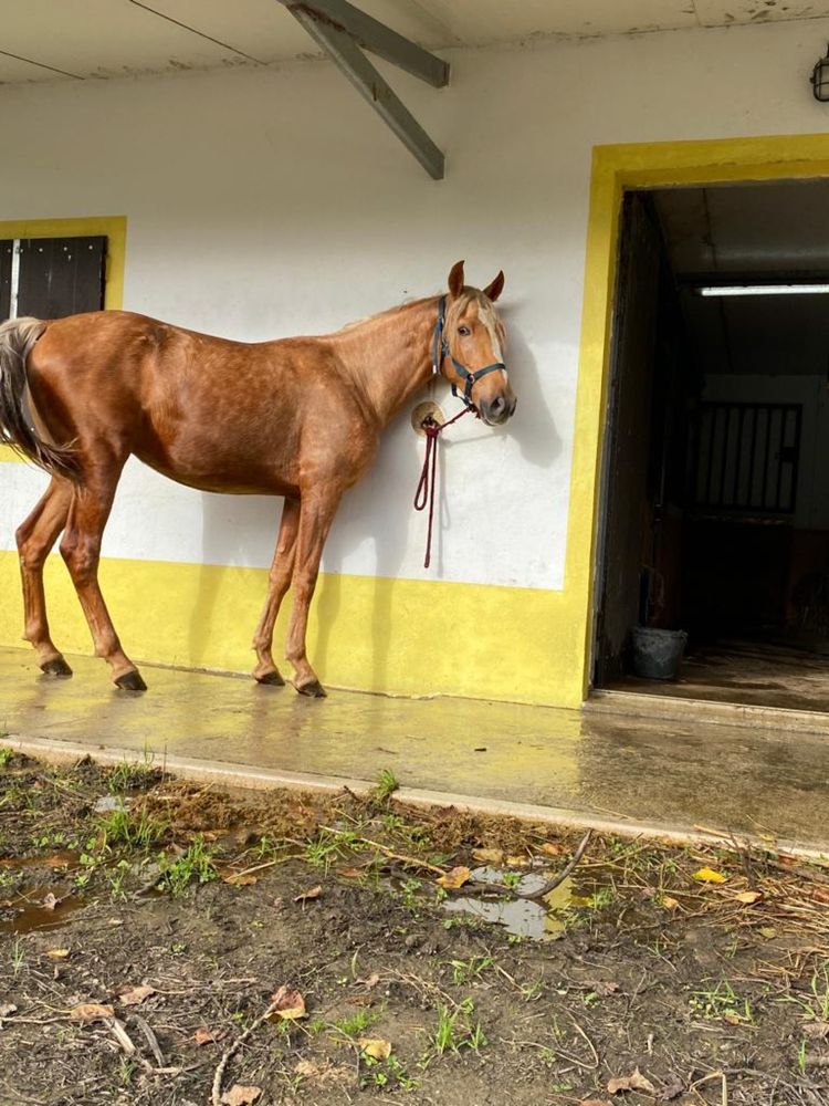 Egua poldra 2anos e meio