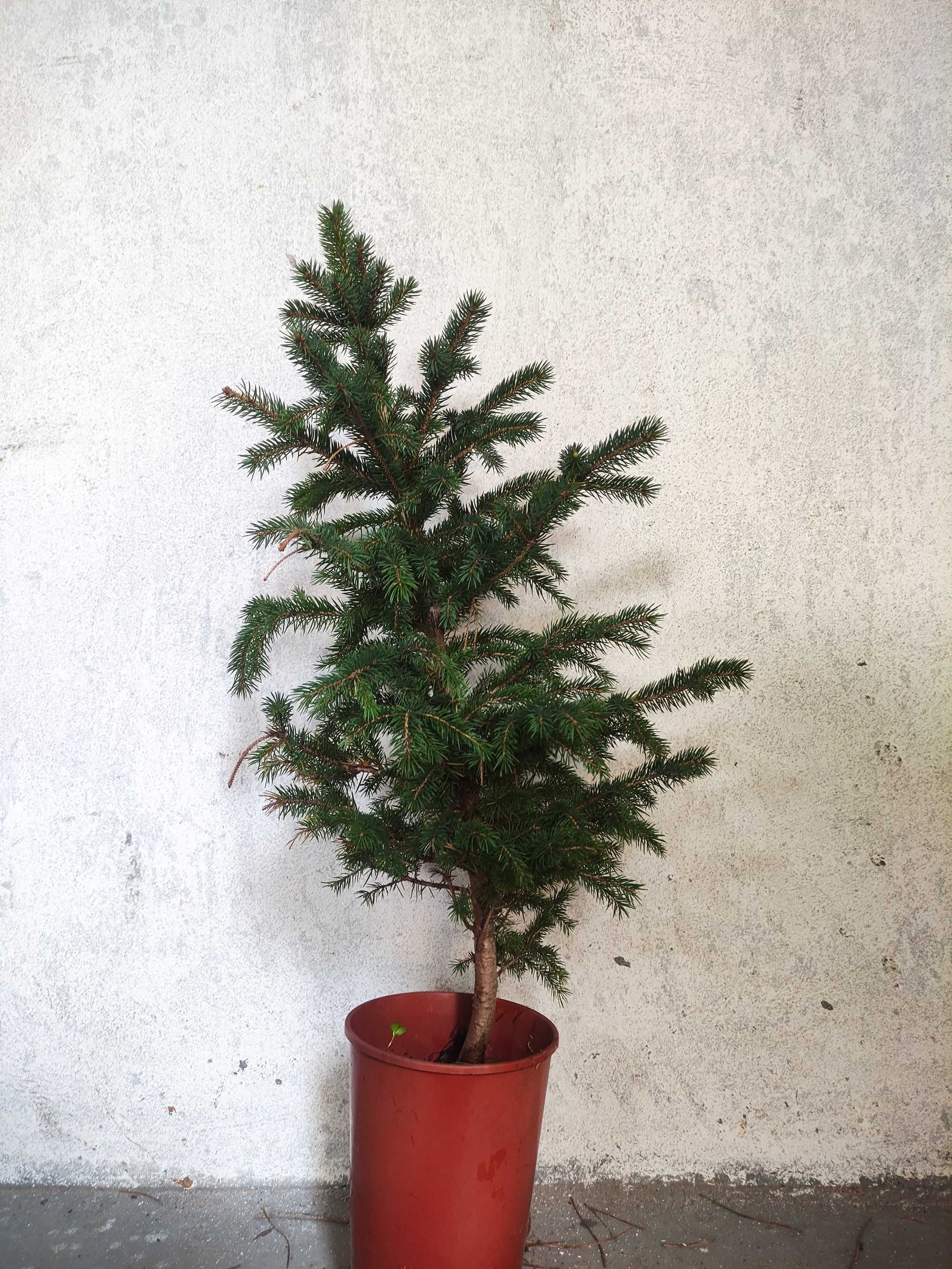 Świerk srebrny sadzonka 80cm doniczka