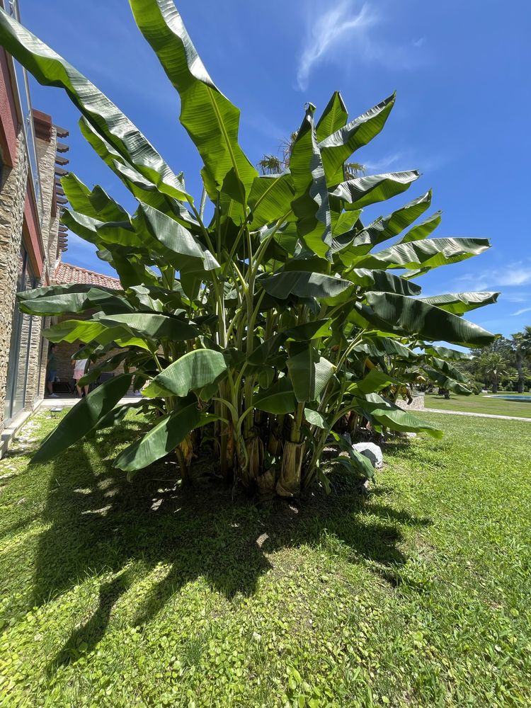 Bananeira 2.5metros com raiz + bambu + palmeira